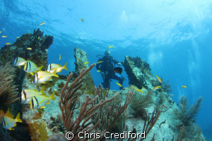 My dive buddy rising over the wreck. by Chris Crediford 
